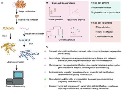 Single-cell sequencing: a powerful technique to understand the pathophysiology of auditory disorders